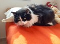 Boris (5)